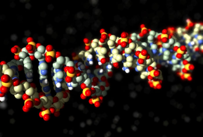Molecular Animation of DNA - Information by Atoms